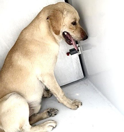 A660012 - Labrador Retriever available for adoption