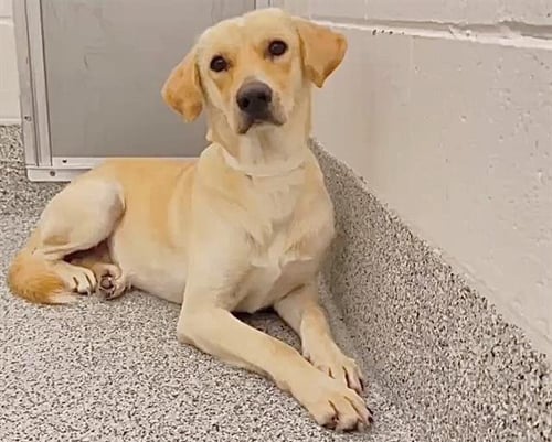 JACKSON - Labrador Retriever available for adoption