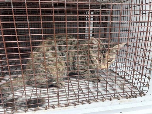 LILLIE - Domestic Short Hair available for adoption