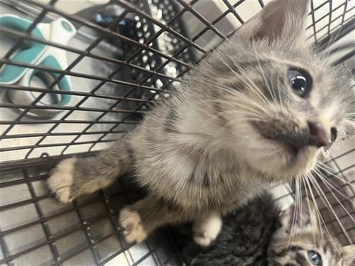 A658317 - Domestic Short Hair available for adoption