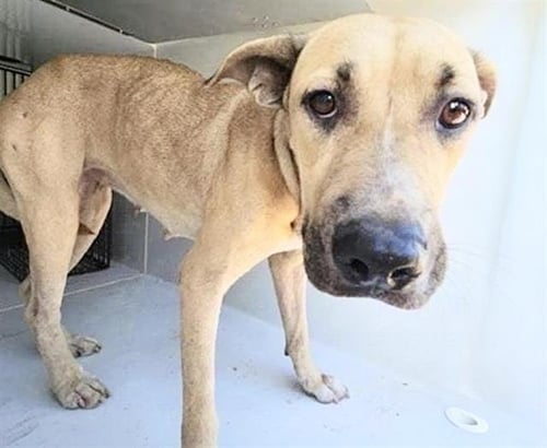 A660364 - Staffordshire Bull Terrier available for adoption