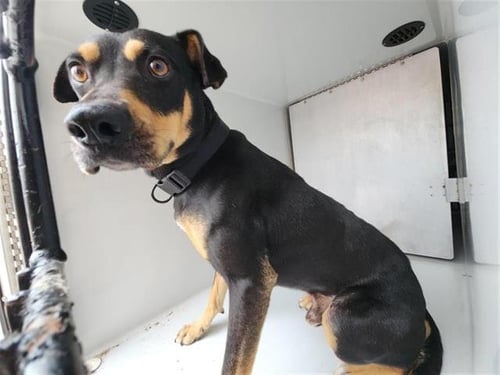 SCOTTY - Staffordshire Bull Terrier / Doberman Pinscher available for adoption