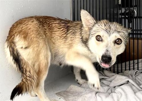 A657847 - Pembroke Welsh Corgi available for adoption