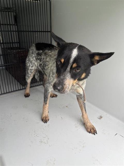 WILLOW - Australian Cattle Dog/Blue Heeler available for adoption