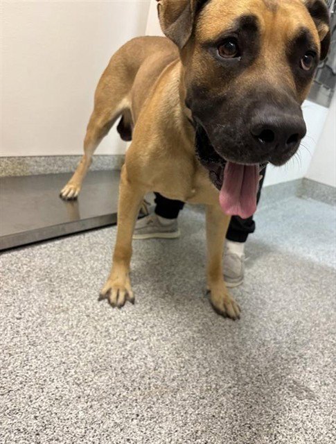 A660653 - Mastiff available for adoption
