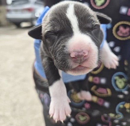 A659174 - Pit Bull Terrier available for adoption