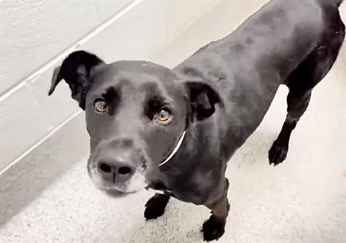 MAXWELL - Labrador Retriever available for adoption