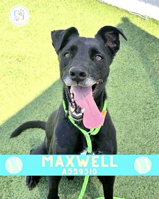 MAXWELL Image