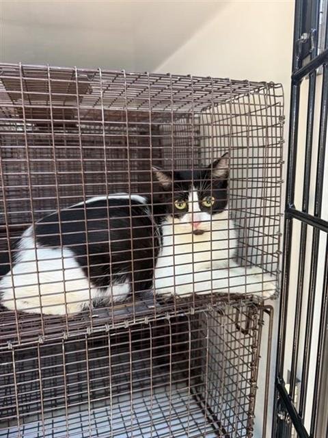A661107 - Domestic Short Hair available for adoption