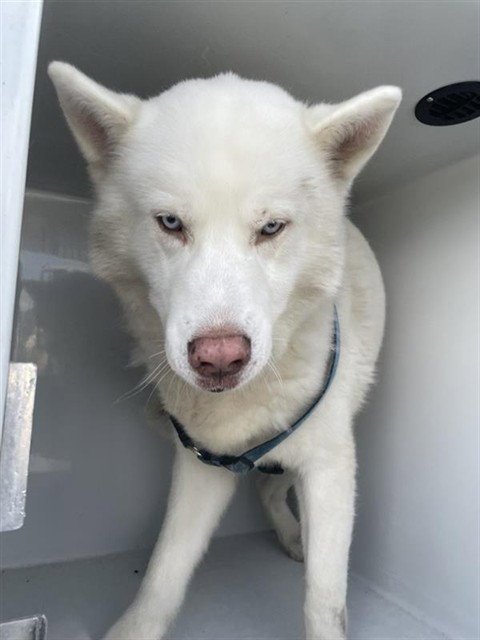 A660468 - Siberian Husky available for adoption