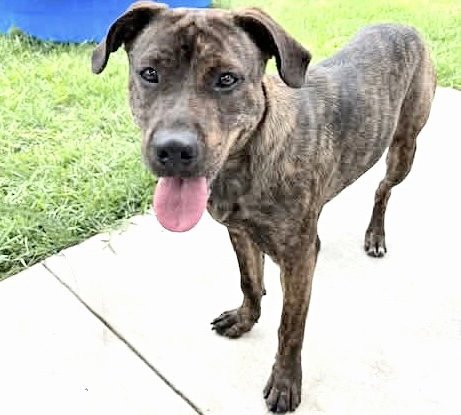 CUPCAKE - Pit Bull Terrier available for adoption