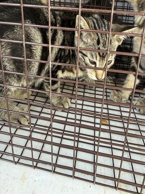 A662322 - Domestic Short Hair available for adoption