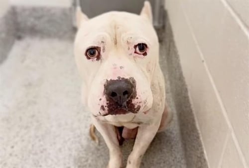 TAZ - Dogo Argentino available for adoption