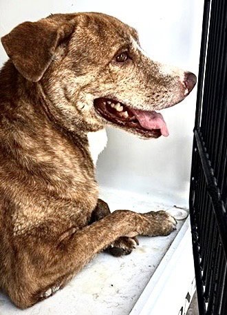 A660525 - Labrador Retriever available for adoption