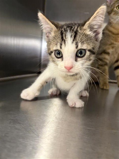 A655384 - Domestic Short Hair available for adoption