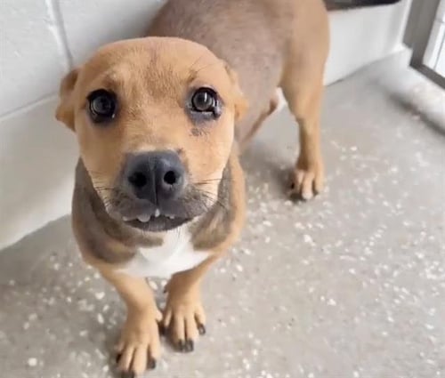 PIPPINS - Labrador Retriever available for adoption