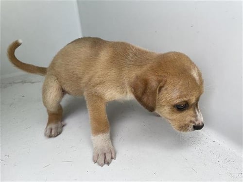 BUTTER - Chihuahua available for adoption