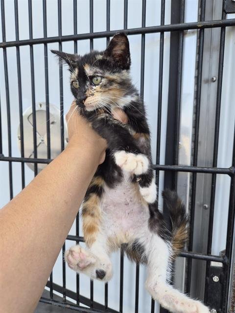 A656904 - Domestic Short Hair available for adoption