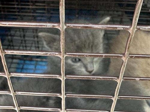 A657755 - Domestic Short Hair available for adoption
