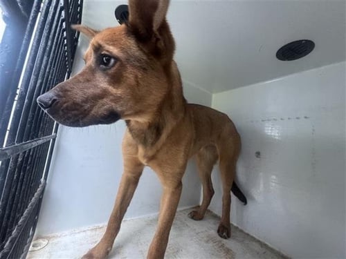 SAPHIRE - German Shepherd Dog available for adoption