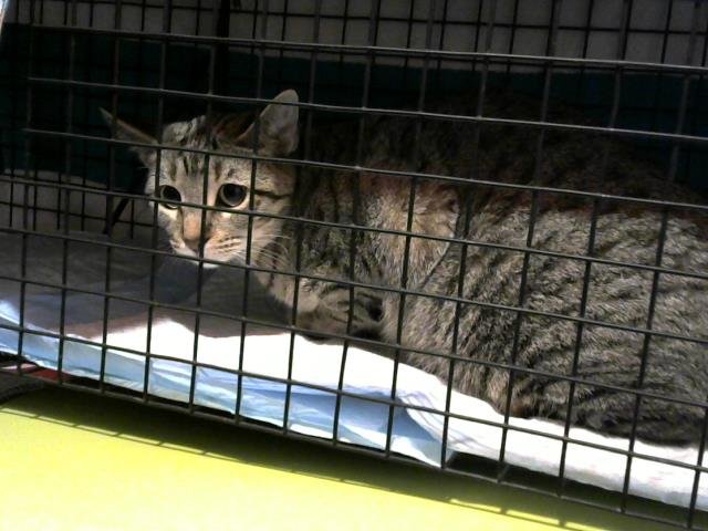 A650573 - Domestic Short Hair available for adoption