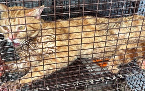 A658392 - Domestic Short Hair available for adoption