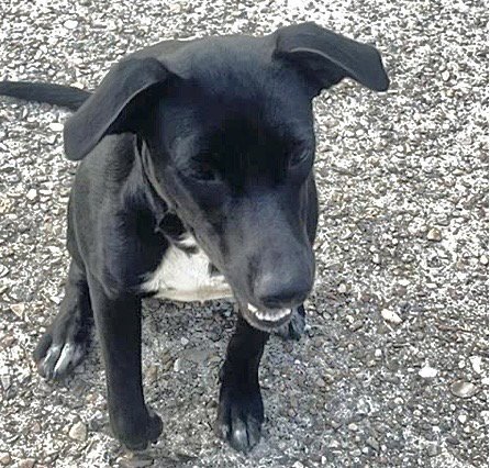 A662356 - Labrador Retriever available for adoption