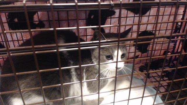 A650523 - Domestic Short Hair available for adoption