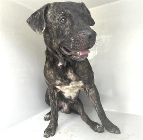 A661564 - Pit Bull Terrier available for adoption