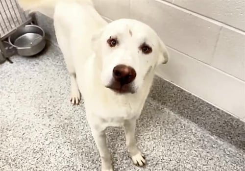 CROSBY - Labrador Retriever available for adoption
