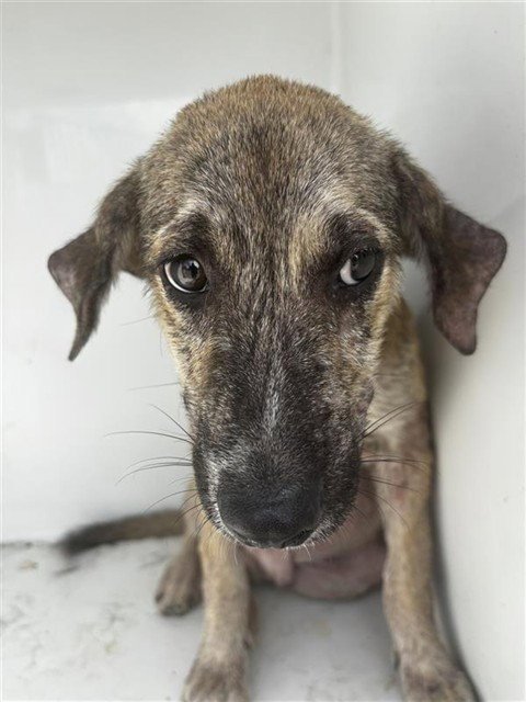 A661948 - Plott Hound available for adoption