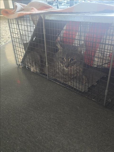 A650567 - Domestic Long Hair available for adoption