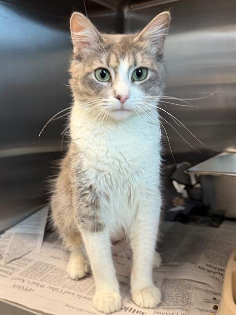 SWEETIE PIE - Domestic Short Hair available for adoption