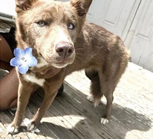 A662909 - Husky available for adoption