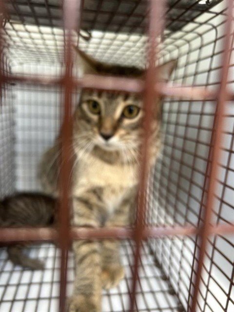 A657617 - Domestic Short Hair available for adoption