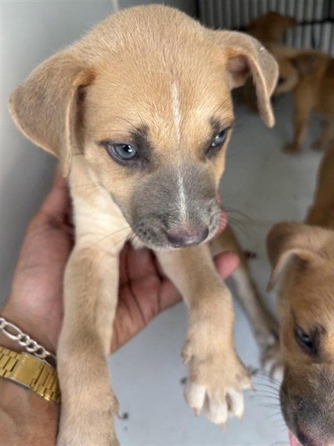 A658063 - Black Mouth Cur available for adoption