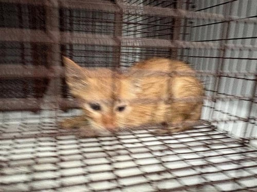 A656330 - Domestic Short Hair available for adoption