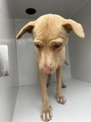 LILLIE - Labrador Retriever available for adoption