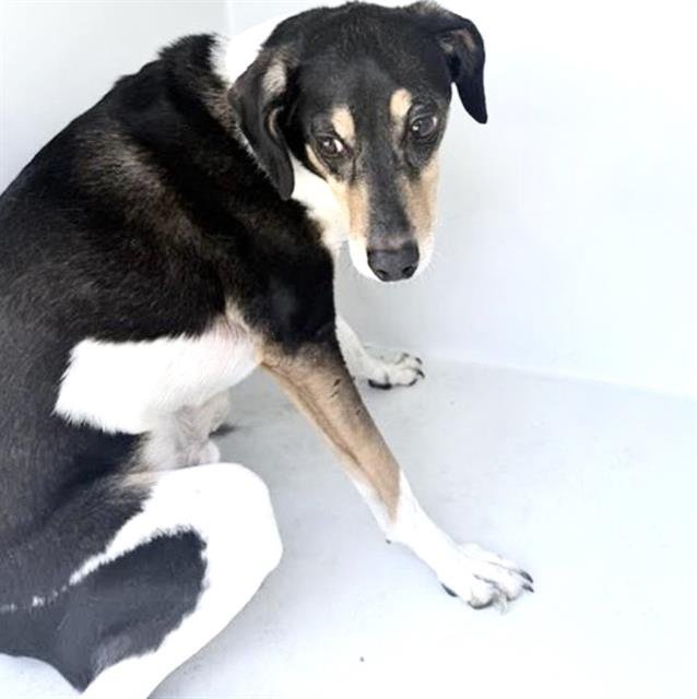 DAKOTA Image