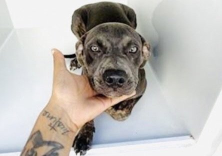 A661791 - Pit Bull Terrier available for adoption