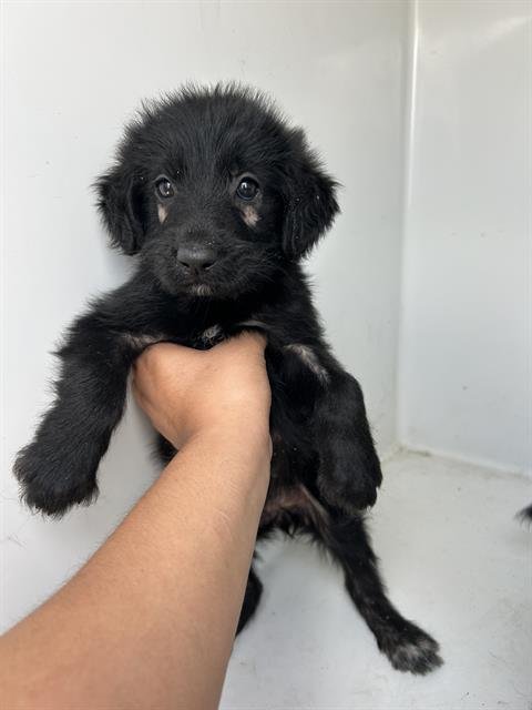 A658507 - Labrador Retriever available for adoption