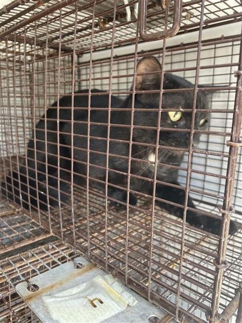 A658181 - Domestic Short Hair available for adoption