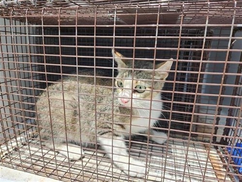 WENDY - Domestic Short Hair available for adoption