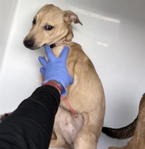 BELL - Labrador Retriever / Siberian Husky available for adoption