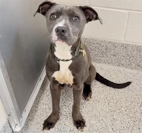 BENNY - Pit Bull Terrier available for adoption
