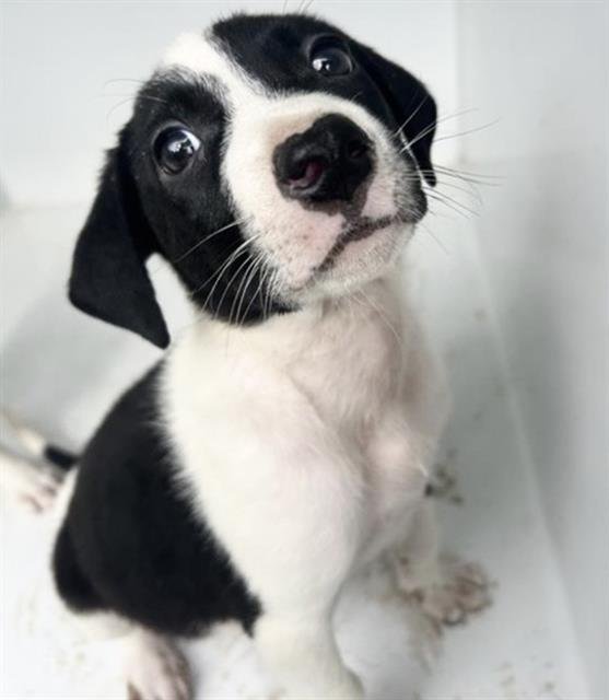 LEXIE Image