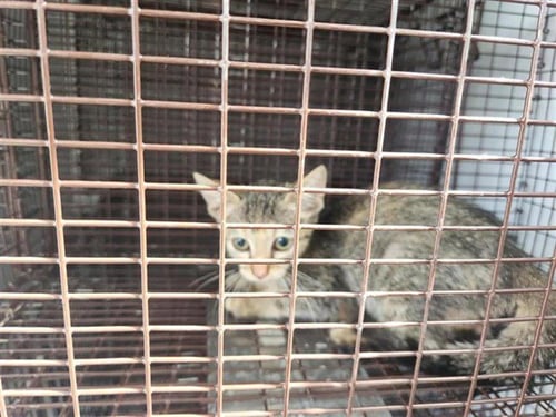 A660657 - Domestic Short Hair available for adoption