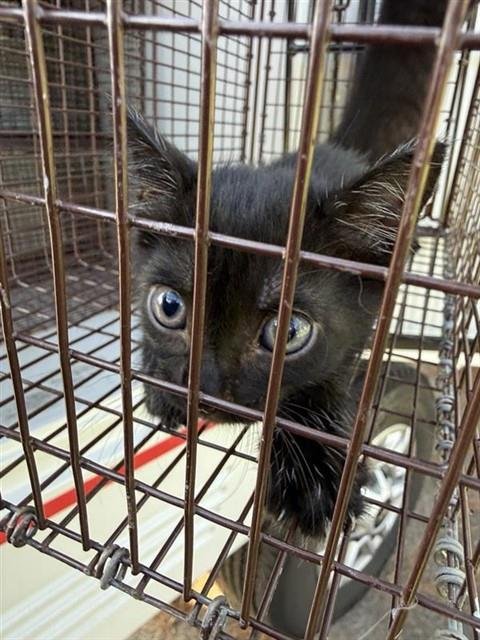 A661103 - Domestic Short Hair available for adoption