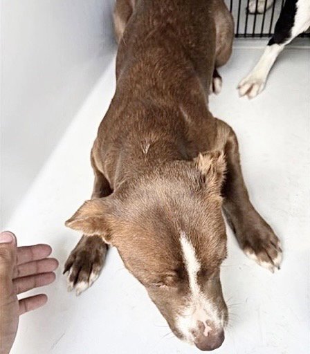 A658612 - Labrador Retriever available for adoption