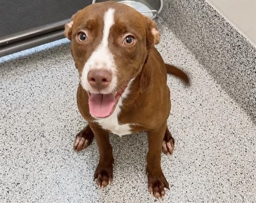 NOLA MAE - Labrador Retriever available for adoption